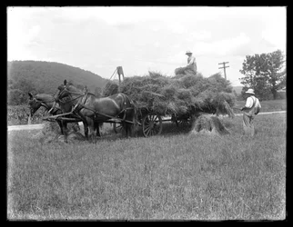 To menn laster hveteskiver på en hestevogn, sannsynligvis McCready Farm, Crawford County, Pennsylvania, ca. 1913