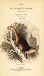 Sulawesi bjørn cuscus, Ailurops ursinus. ,1841 (gravering)