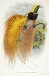 Augusta Victorias paradis, 1891-1898