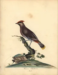 Sidensvans, Bombycilla garrulus. (Sidensvans, Ampelis garrulus) Håndkolorert kobberstikk etter en illustrasjon av A. (Ann) Hayes fra William Hayes