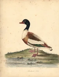 Shelduck, Tadorna tadorna. (Shieldrake, Anas tadorna.) Håndfarget kobberstikk av en illustrasjon av William Hayes fra Portraits of Rare and Curious Birds from the Menagery of Osterly Park (London: Bulmer