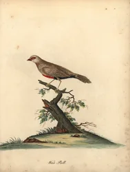 Vanlig voksnebb, Estrilda astrild. (Loxia astreld) Håndfarget kobberstikk av en illustrasjon av William Hayes fra Portraits of Rare and Curious Birds from the Menagery of Osterly Park.