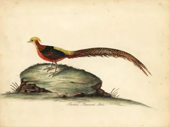 Gylden eller kinesisk fasan, Chrysolophus pictus, hann. (Maint fasan, Phasianus pictus) Håndfarget kobbergravering av en illustrasjon av William Hayes fra Portraits of Rare and Curious Birds from the Menagery of Osterly Park, London: Bulmer