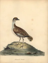 Stor bustard, Otis tarda, hunn. Sårbar. Håndfarget kobberstikk av en illustrasjon av William og Emily Hayes fra William Hayes 