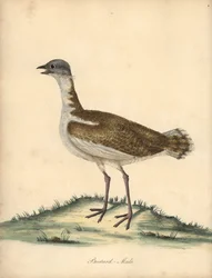 Stor bustard, Otis tarda, hann. Sårbar. Håndfarget kobberstikk av en illustrasjon av William Hayes fra Portraits of Rare and Curious Birds from the Menagery of Osterly Park (London: Bulmer