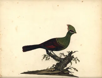 Guinea eller grønn turaco, Tauraco persa. (Touraco, Cuculus persa) Håndfarget kobbergravering av en illustrasjon av William Hayes fra Portraits of Rare and Curious Birds from the Menagery of Osterly Park, London: Bulmer
