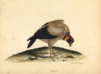 Kongegrib, Sarcoramphus papa (Vultur papa). Håndfarget kobberstikk av en illustrasjon av William Hayes og hans datter M (Matilda) fra Portraits of Rare and Curious Birds from the Menagery of Osterly Park.