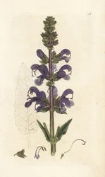 Engklar, Salvia pratensis. Håndfarget kobberstikk av James Sowerby fra James Smith