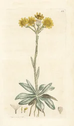 Fjellloppor, Tephroseris integrifolia (Cineraria integrifolia). Håndfarget kobberstikk av James Sowerby fra James Smith