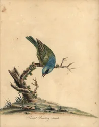 Lakkert spurve, Passerina ciris, hunn. Nær truet. Håndfarget kobberstikk av en illustrasjon av William Hayes fra Portraits of Rare and Curious Birds from the Menagery of Osterly Park (London: Bulmer