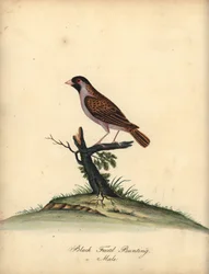 Rødnebb quelea, Quelea quelea, hann. (Black-faced bunting, Embereza quelea) Håndfarget kobbergravering av en illustrasjon av William Hayes fra Portraits of Rare and Curious Birds from the Menagery of Osterly Park (London: Bulmer