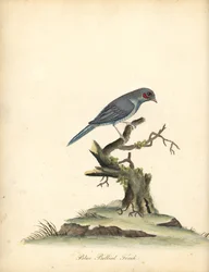 Rødkinn cordonbleu, Uraeginthus bengalus. (Blåbukfink, Fringilla benghalus.) Håndfarget kobbergravering av en illustrasjon av William Hayes fra Portraits of Rare and Curious Birds from the Menagery of Osterly Park (London: Bulmer