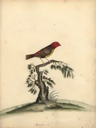 Rød avadavat, Amandava amandava. (Amaduvade, Fringilla amandava) Håndfarget kobbergravering av en illustrasjon av William Hayes fra Portraits of Rare and Curious Birds from the Menagery of Osterly Park.