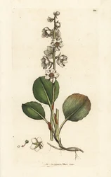 Rundbladet vintergrønn, Pyrola rotundifolia. Håndfarget kobberstikk av James Sowerby fra James Smith's English Botany, London