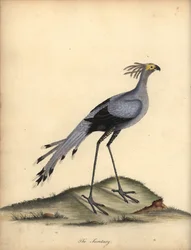 Sekretærfugl, Skytten serpentarius. Sårbar. (Falco serpentarius) Håndfarget kobberstikk av en illustrasjon av William Hayes fra Portraits of Rare and Curious Birds from the Menagery of Osterly Park.