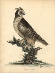 Kortøret ugle, Asio flammeus. (Virginian eared owl) Håndfarget kobberstikk av en illustrasjon av William Hayes og hans datter M (Matilda) fra Portraits of Rare and Curious Birds from the Menagery of Osterly Park, London: Bulmer