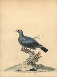 Hvitkronet due, Patagioenas leucocephala. Nær truet. (Columba leucocephala) Håndfarget kobberstikk av en illustrasjon av William Hayes fra Portraits of Rare and Curious Birds from the Menagery of Osterly Park.