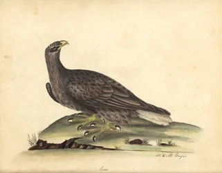 Havørn, Haliaeetus albicilla (Erne, Aquila albicilla). Håndkolorert kobberstikk av en illustrasjon av William Hayes og datteren M. (Matilda) fra 