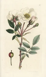 Hvit hunderose, Rosa arvensis. Håndfarget kobberstikk av James Sowerby fra James Smith's English Botany, London