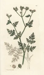 Hvit blondeblomst, Orlaya grandiflora (Små caucalis eller basardpersille, Caucalis daucoides). Håndfarget kobberstikk av James Sowerby fra James Smith