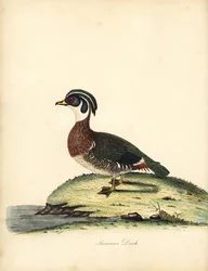 Vedand, Aix sponsa. (Sommerand, Anas sponsa.) Håndfarget kobberstikk av en illustrasjon av William Hayes fra Portraits of Rare and Curious Birds from the Menagery of Osterly Park (London: Bulmer