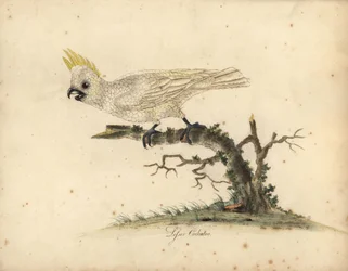 Gulkronekakadu, Cacatua sulphurea. Kritisk truet. (Mindre gulkronekakadu) Håndkolorert kobberstikk etter en illustrasjon av William Hayes fra Portraits of Rare and Curious Birds from the Menagery of Osterly Park.