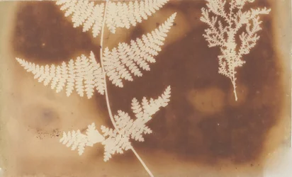 1. Lammelse. 2. Alga, 1839.