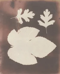 1. Figenblad. 2. Hvitt torneblad, 1839.