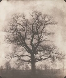Et eiketre om vinteren, ca. 1892-93 (kalotype negativ)
