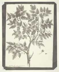 Kopi av botanisk gravering av "Celtis"