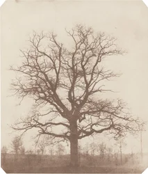 Eiketre