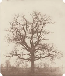 Eiketre, midten av 1840-årene (bilde)