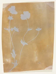 Stilk av blader og blomster