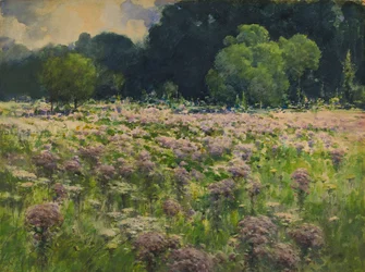 Field of Joe Pie Weeds (Engens stolthet)