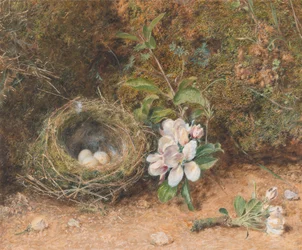 Fuglerede med spray av epleblomster