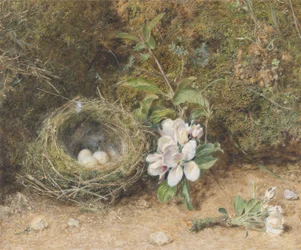 Fuglerede med sprøyter av epleblomster, ca. 1845-50 (kroppsfarge og wc med kritt og tyggegummi på papir)