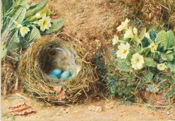 Fuglerede med tre blå egg og primula