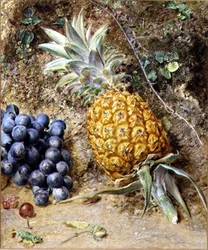 Druer og en ananas (gouache på papir)