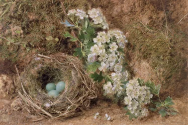May Blossom and a Hedge Sparrow