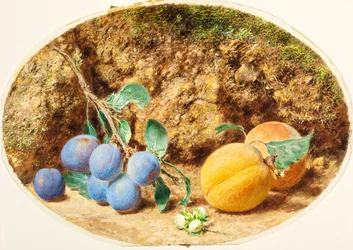 Lilla plommer, aprikoser og trenøtter, ca. 1860