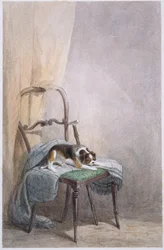 Studie av en hund på en stol (akvarell på papir)