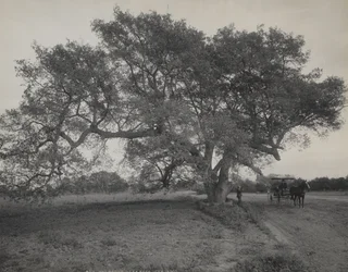 Eikelund nær Pasadena, California