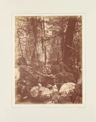 Stien i skogen, Gallatin Cañon