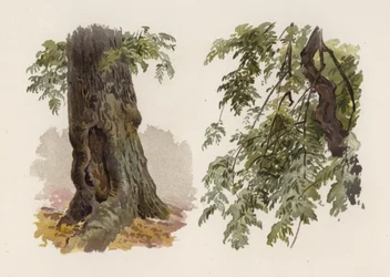 Trær: Asken (farge litho)