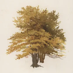 Trær: bøken (farge litho)