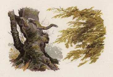 Trær: bøken (farge litho)