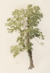 Trær: almen (farge litho)