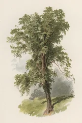 Trær: almen (farge litho)