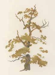 Trær: Eiken (farge litho)