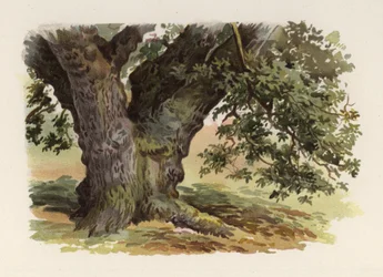 Trær: Eiken (farge litho)